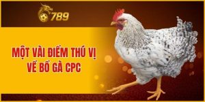 NHỮNG ĐIỀU THÚ VỊ VỀ BỒ GÀ CPC