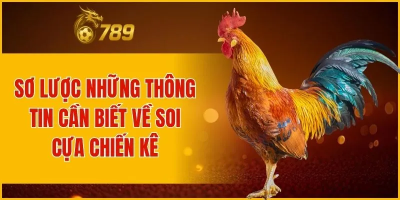 Sơ lược những thông tin cần biết về soi cựa chiến kê